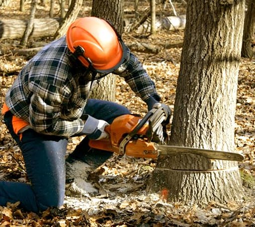 Tree Removal in Meigs, GA